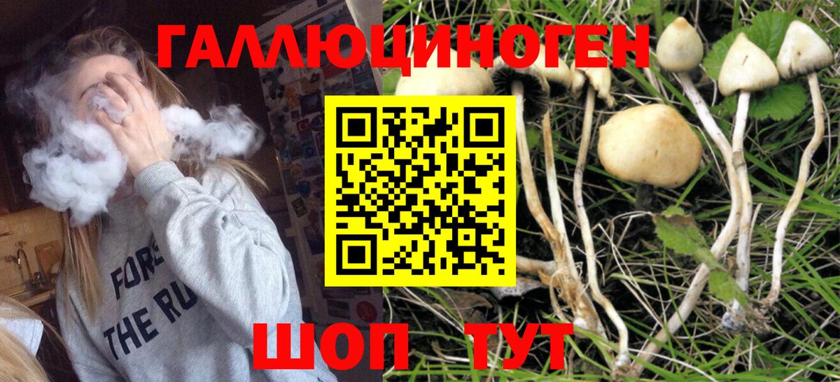 Псилоцибиновые грибы Psilocybine cubensis Богородицк